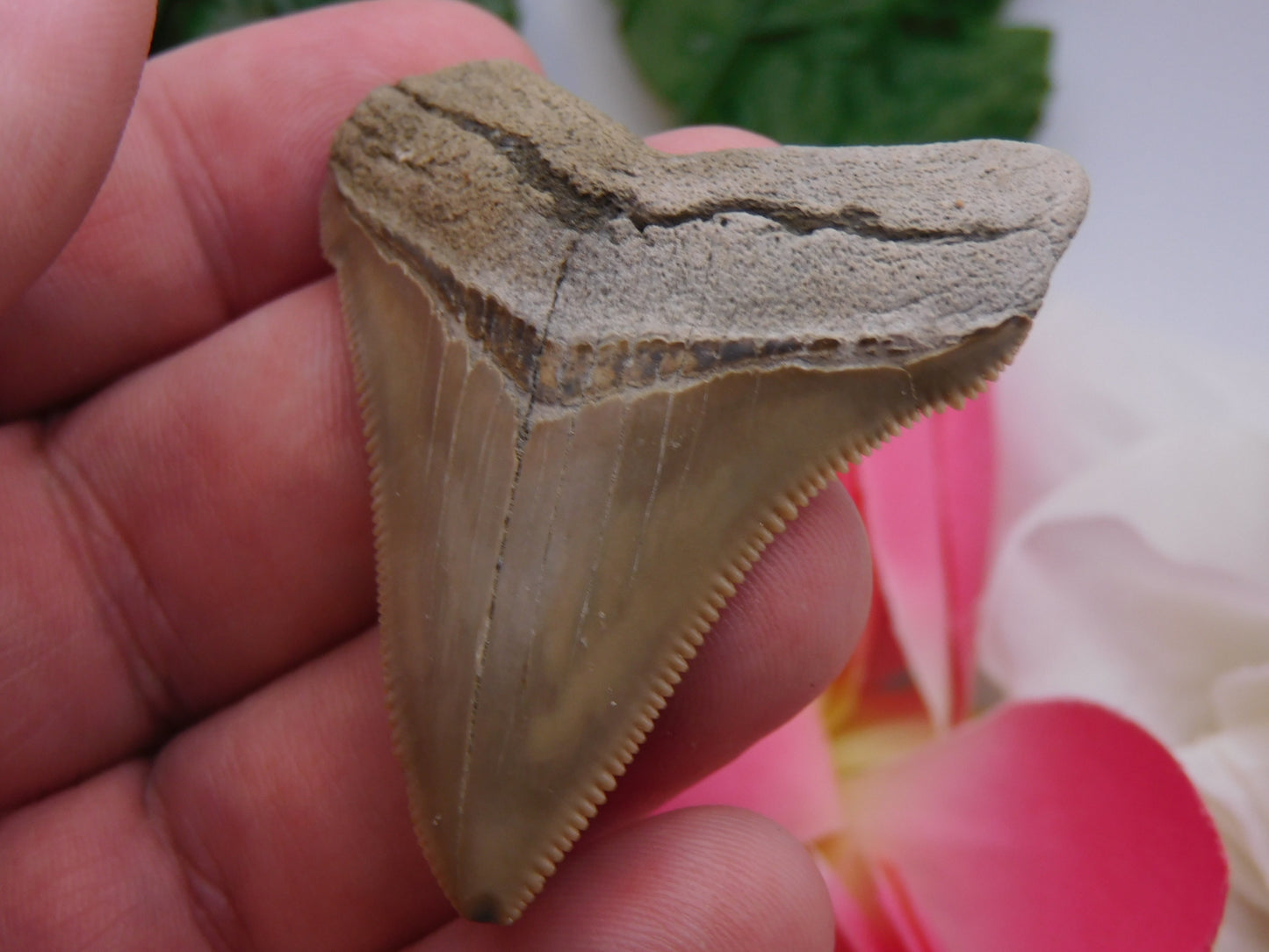 2.2" Chubutensis Shark Tooth