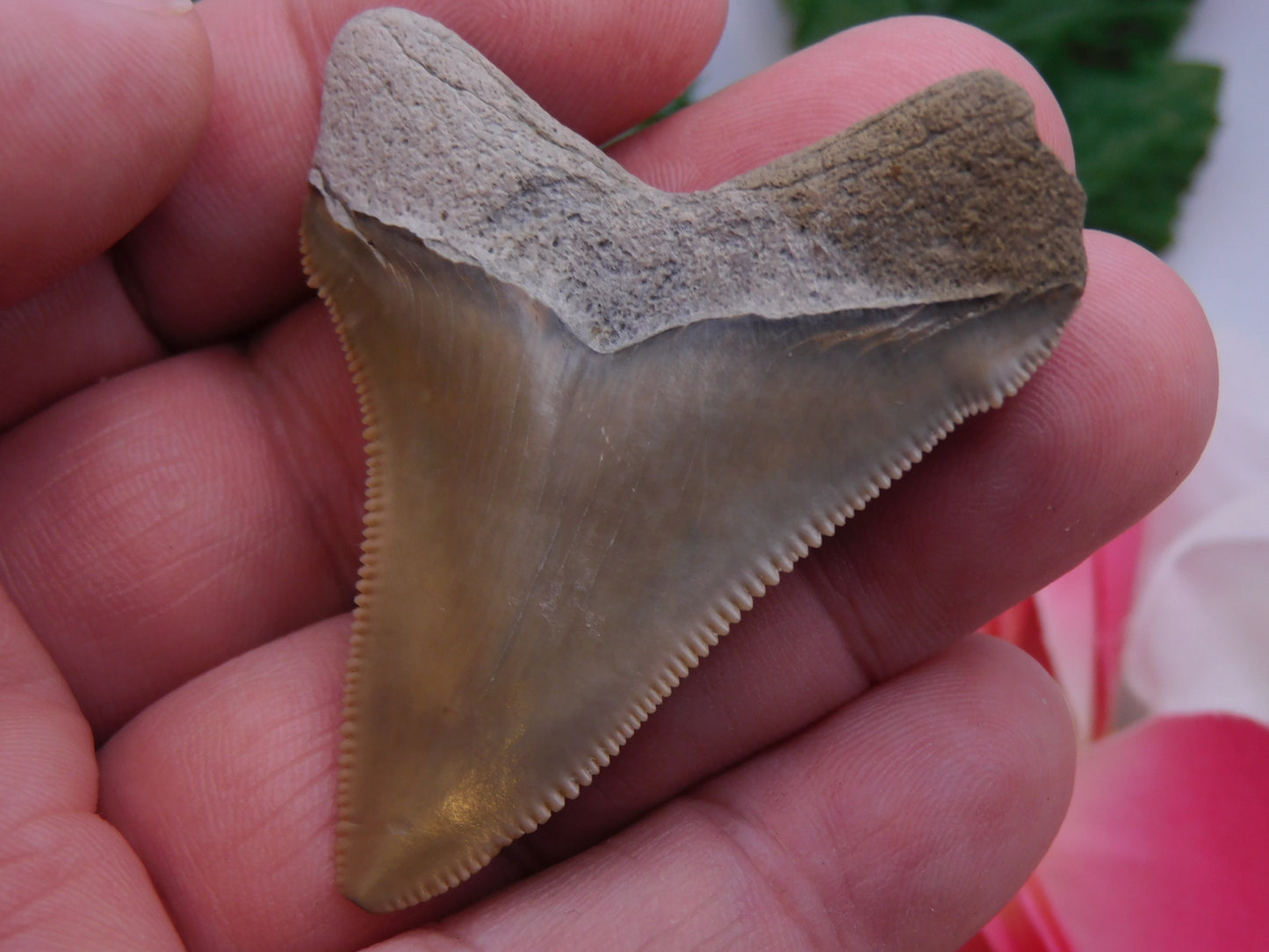 2.2" Chubutensis Shark Tooth