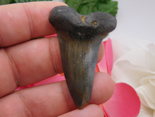 2.2" Hastalis Shark Tooth