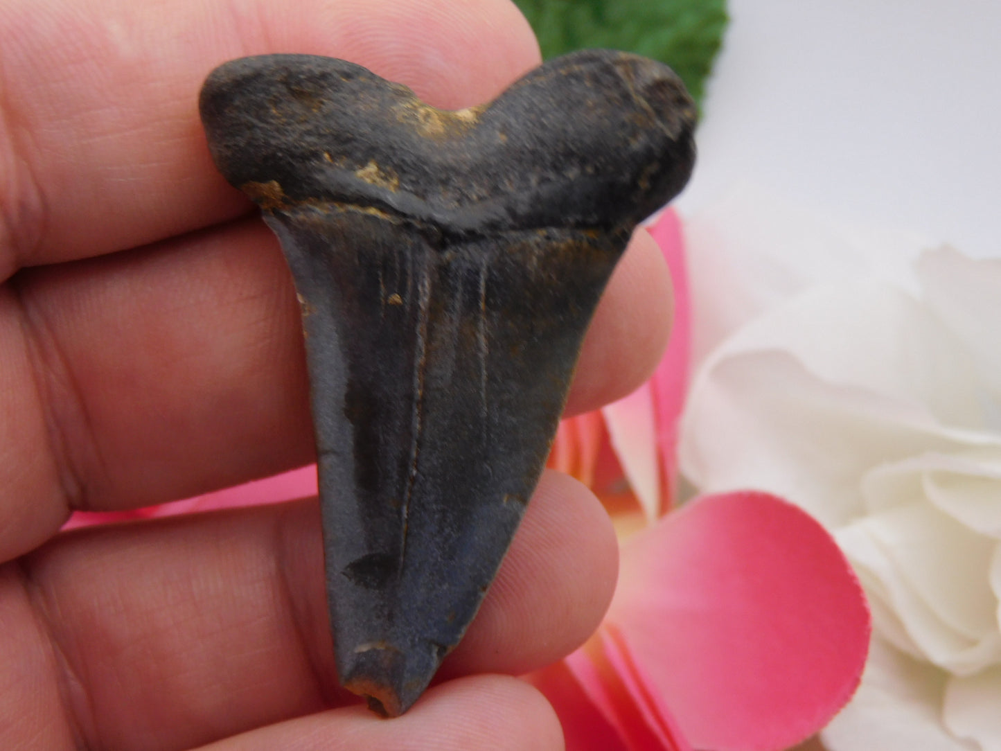 2.2" Hastalis Shark Tooth