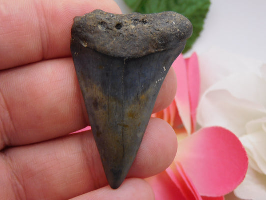 2" Hastalis Shark Tooth