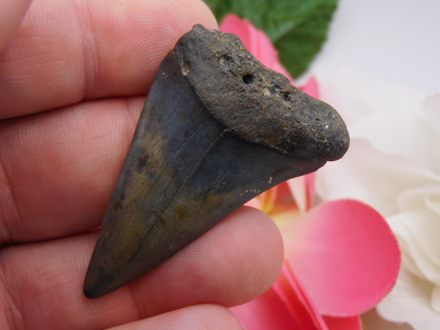 2" Hastalis Shark Tooth