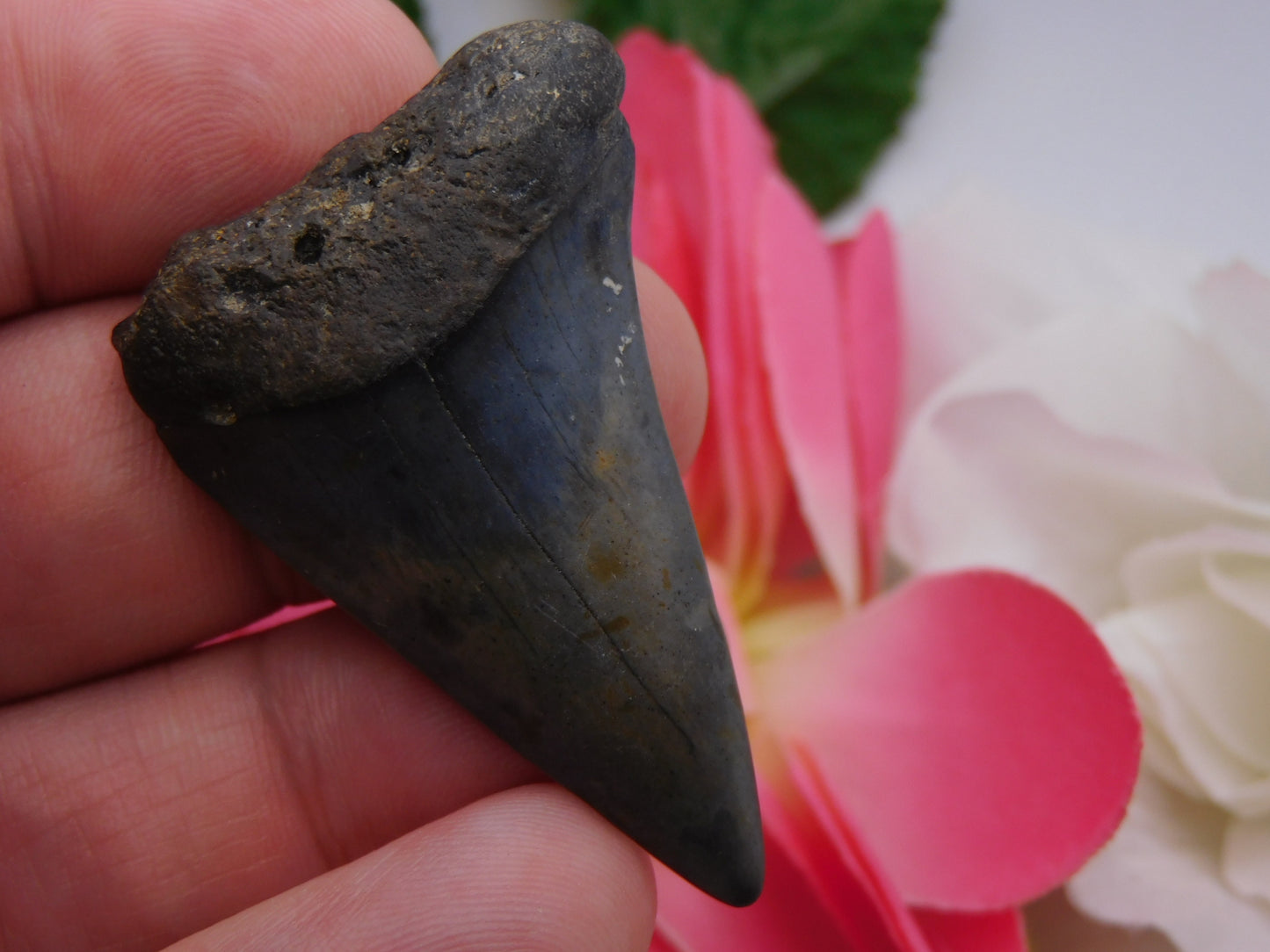 2" Hastalis Shark Tooth