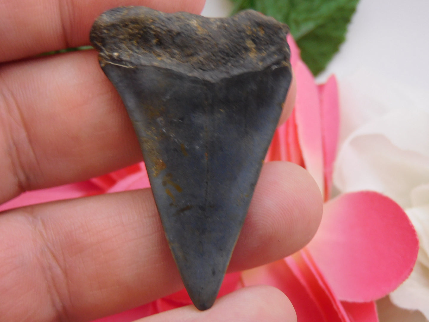 2" Hastalis Shark Tooth