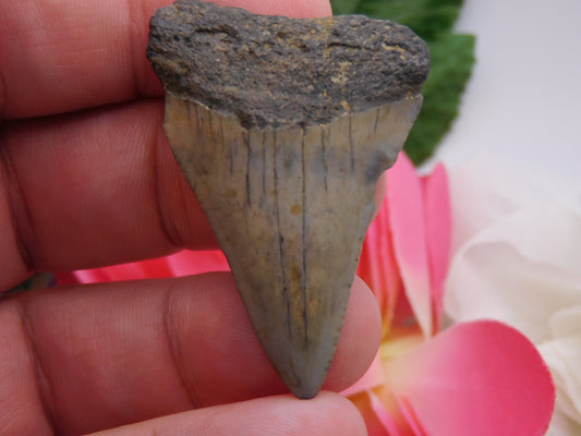 2" Hastalis Shark Tooth