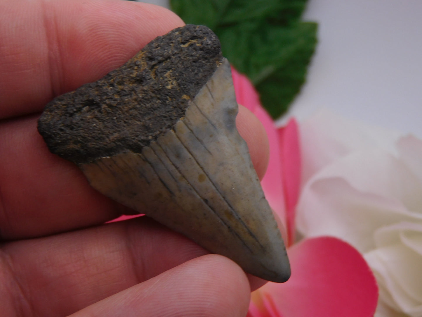 2" Hastalis Shark Tooth