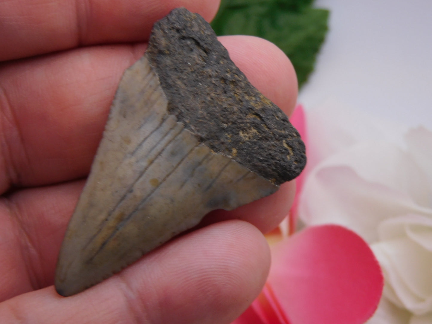 2" Hastalis Shark Tooth