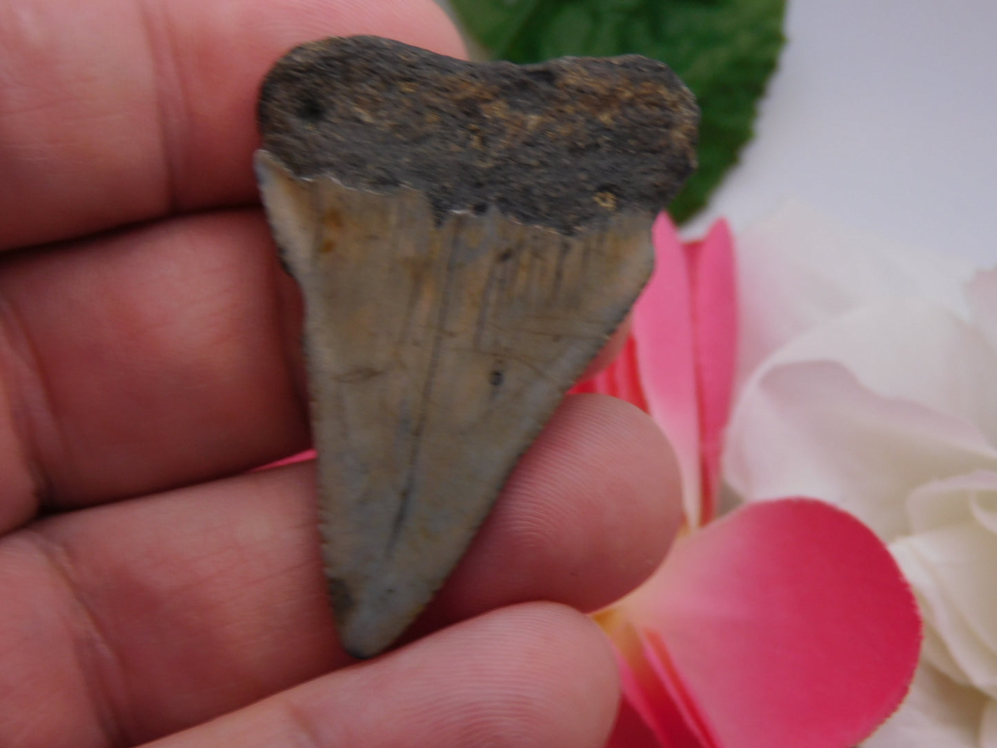 2" Hastalis Shark Tooth