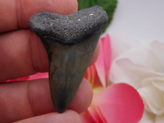 1.8" Hastalis Shark Tooth