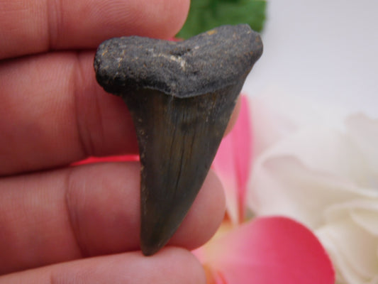 1.7" Hastalis Shark Tooth