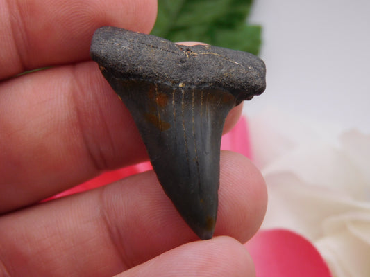 1.5" Hastalis Shark Tooth