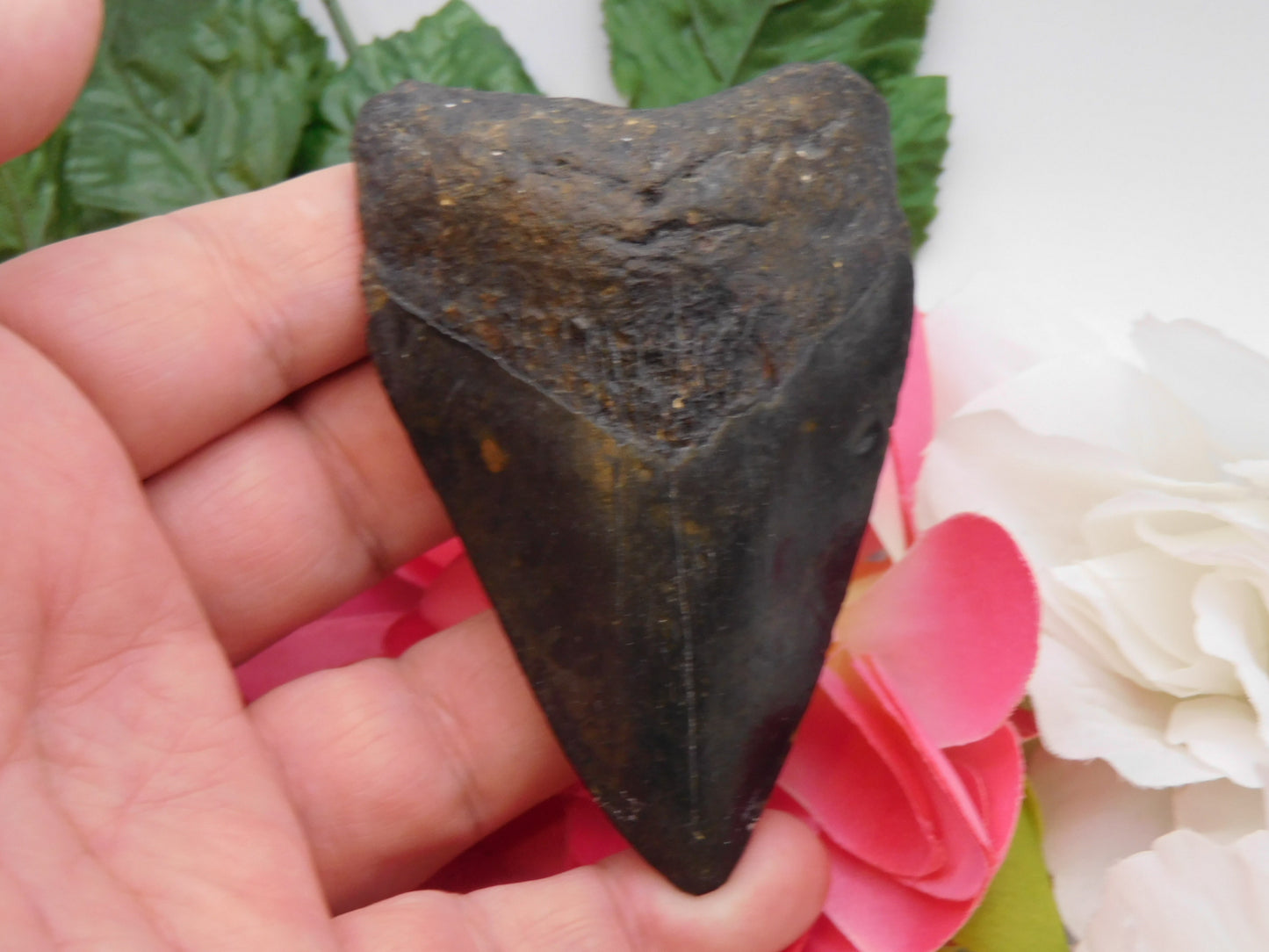 3.75" Megalodon Shark Tooth