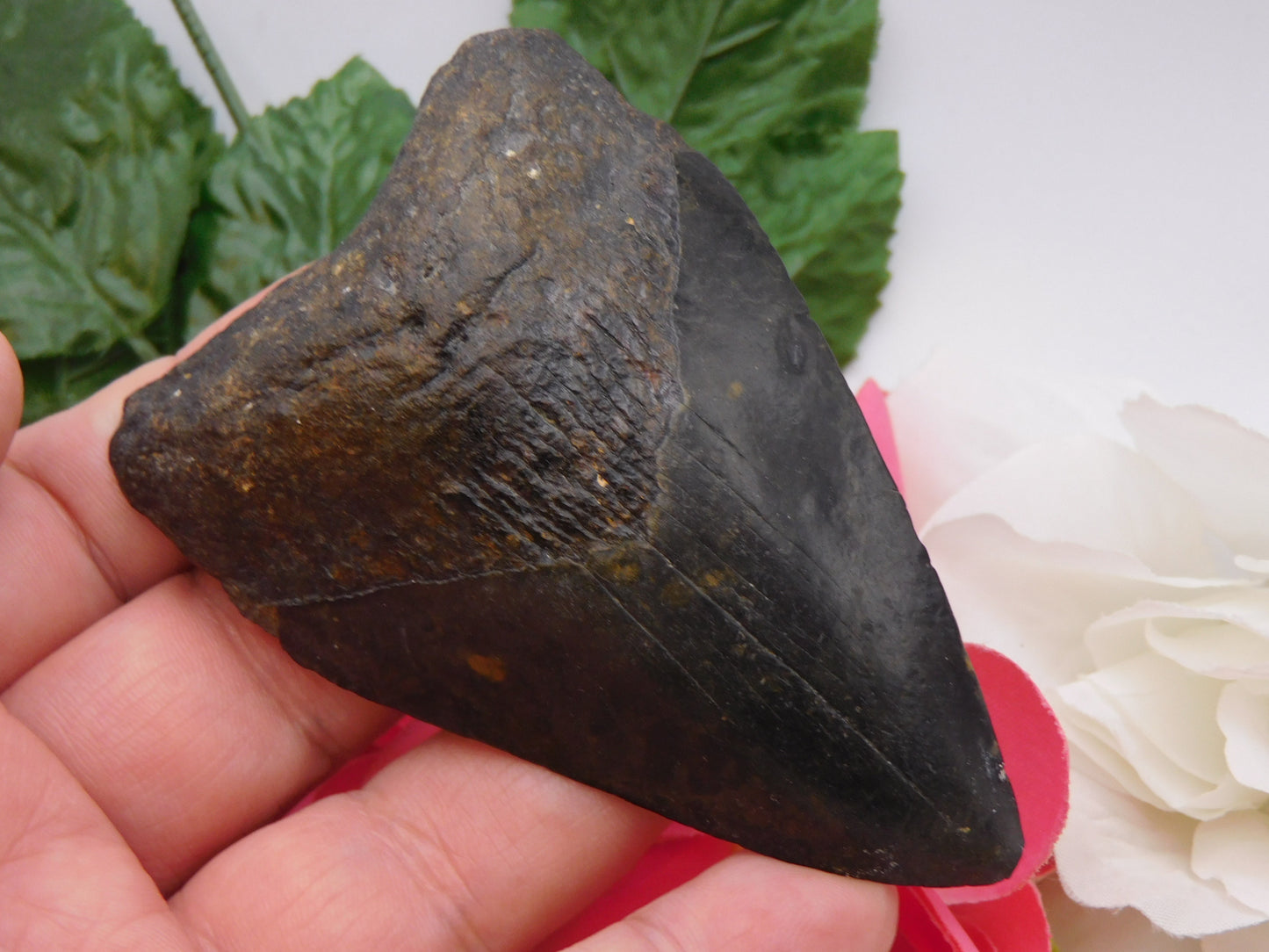 3.75" Megalodon Shark Tooth