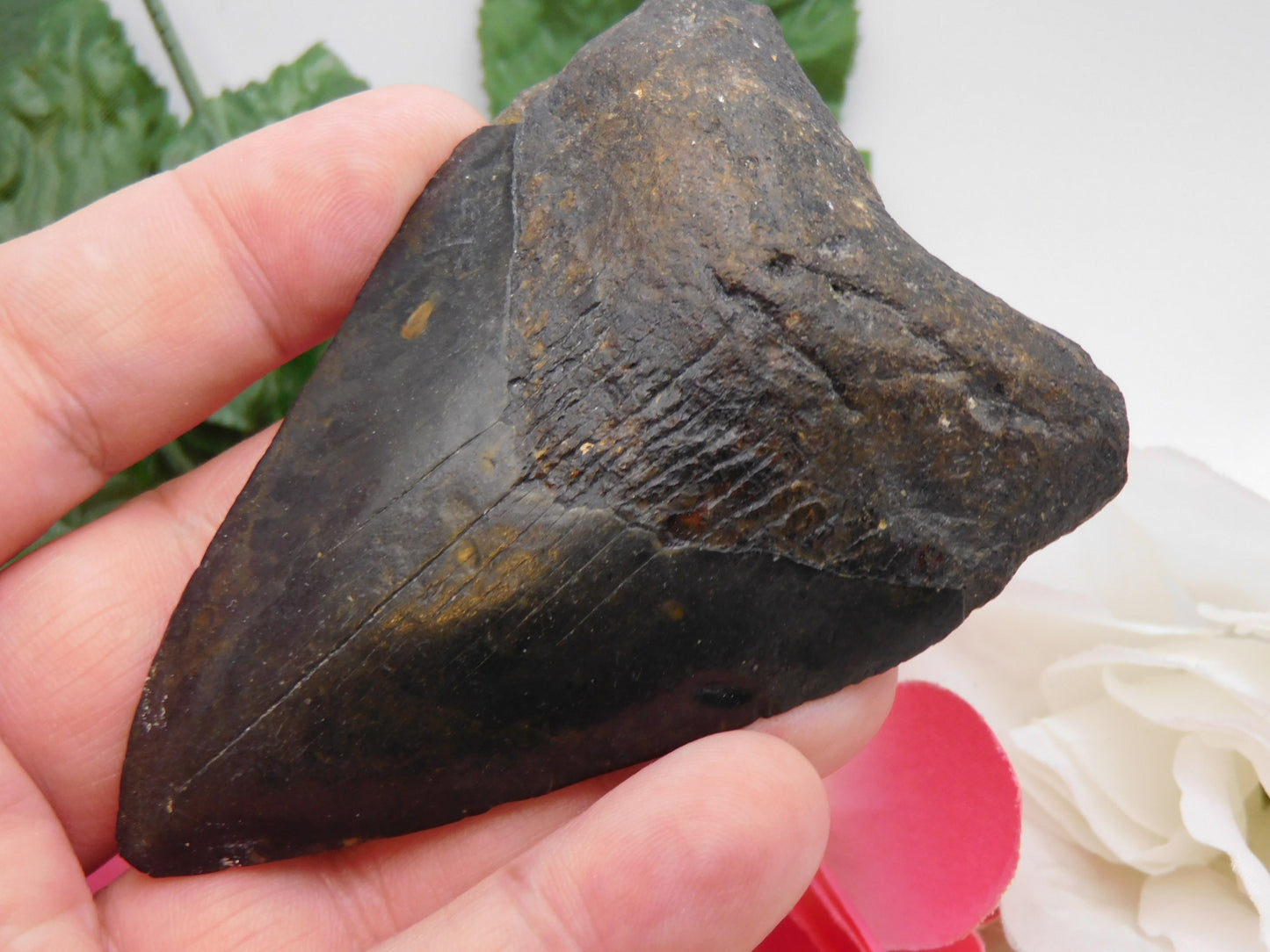 3.75" Megalodon Shark Tooth