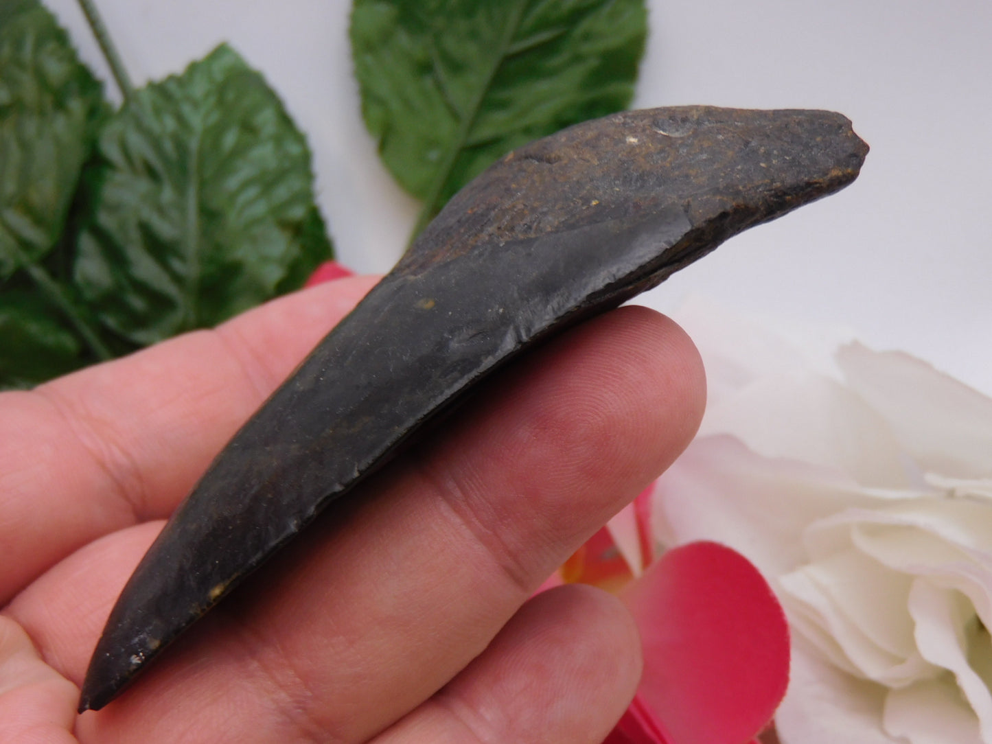 3.75" Megalodon Shark Tooth