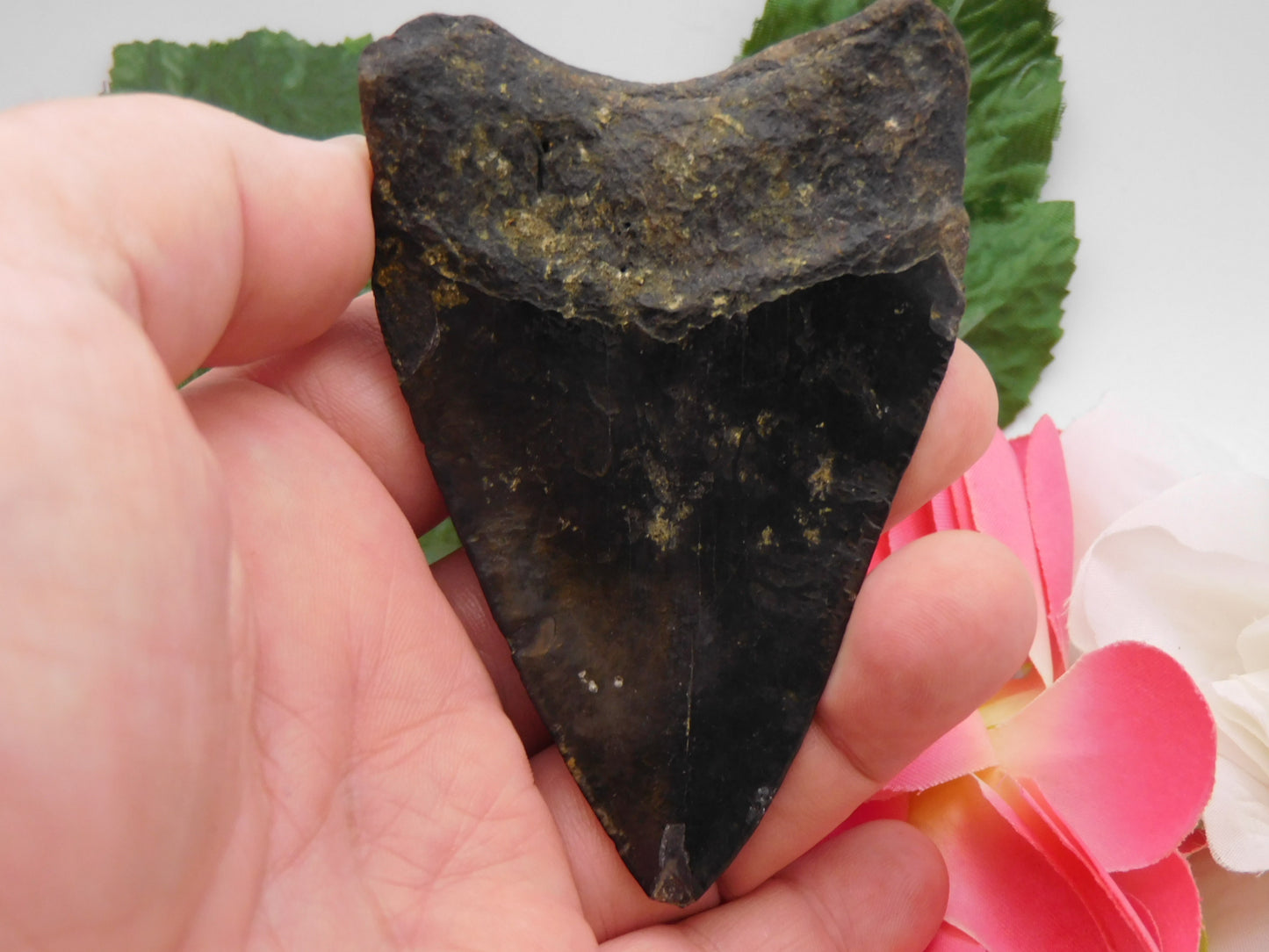 3.75" Megalodon Shark Tooth