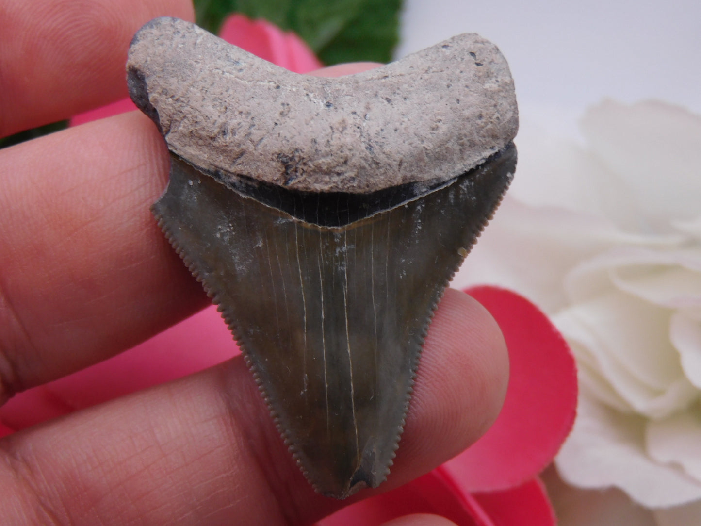 2" Bone Valley Megalodon Shark Tooth