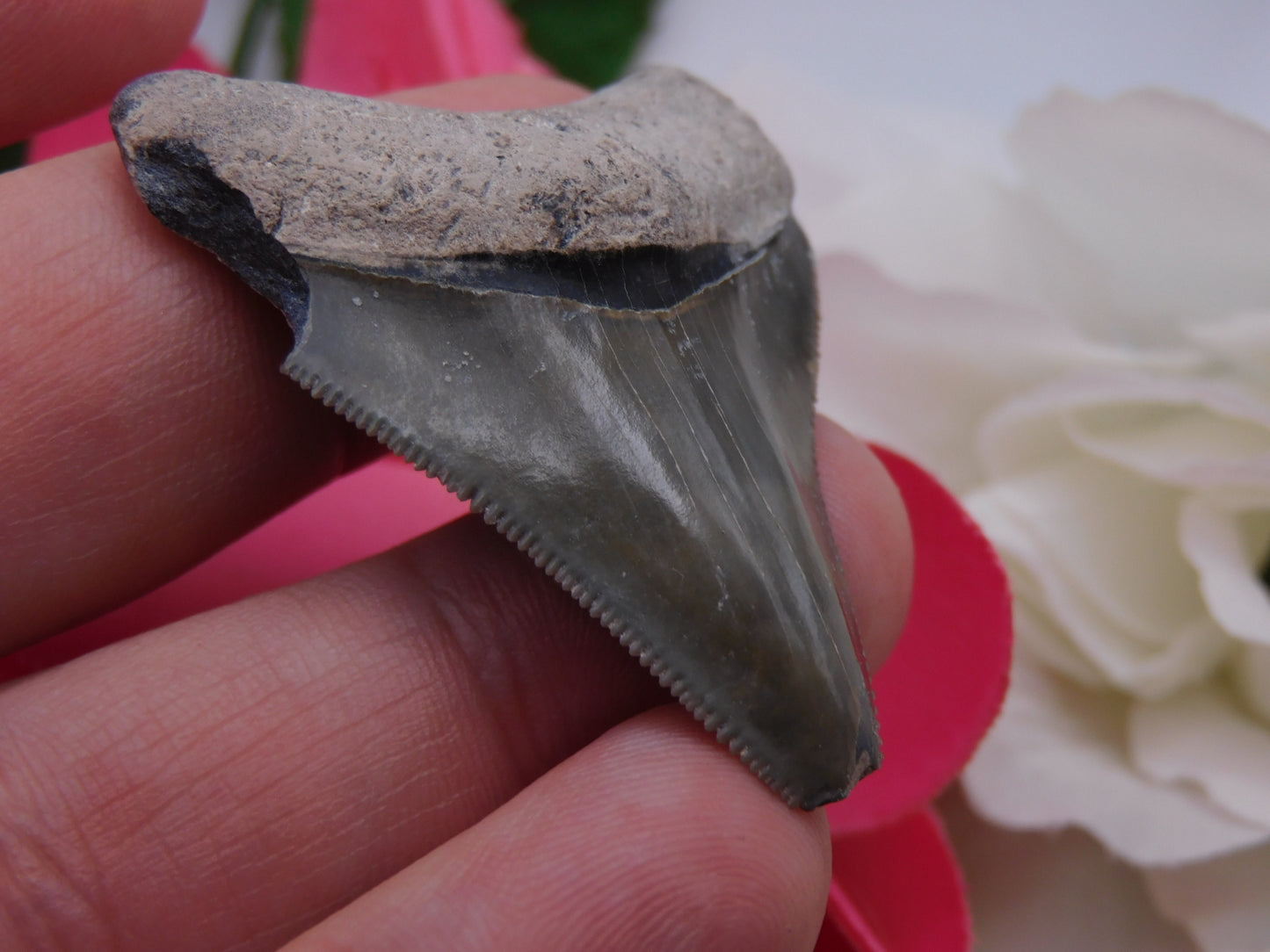 2" Bone Valley Megalodon Shark Tooth