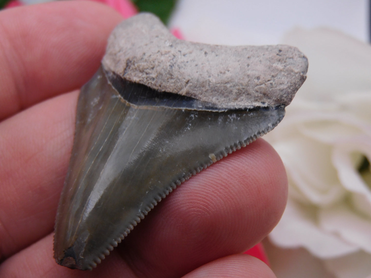 2" Bone Valley Megalodon Shark Tooth