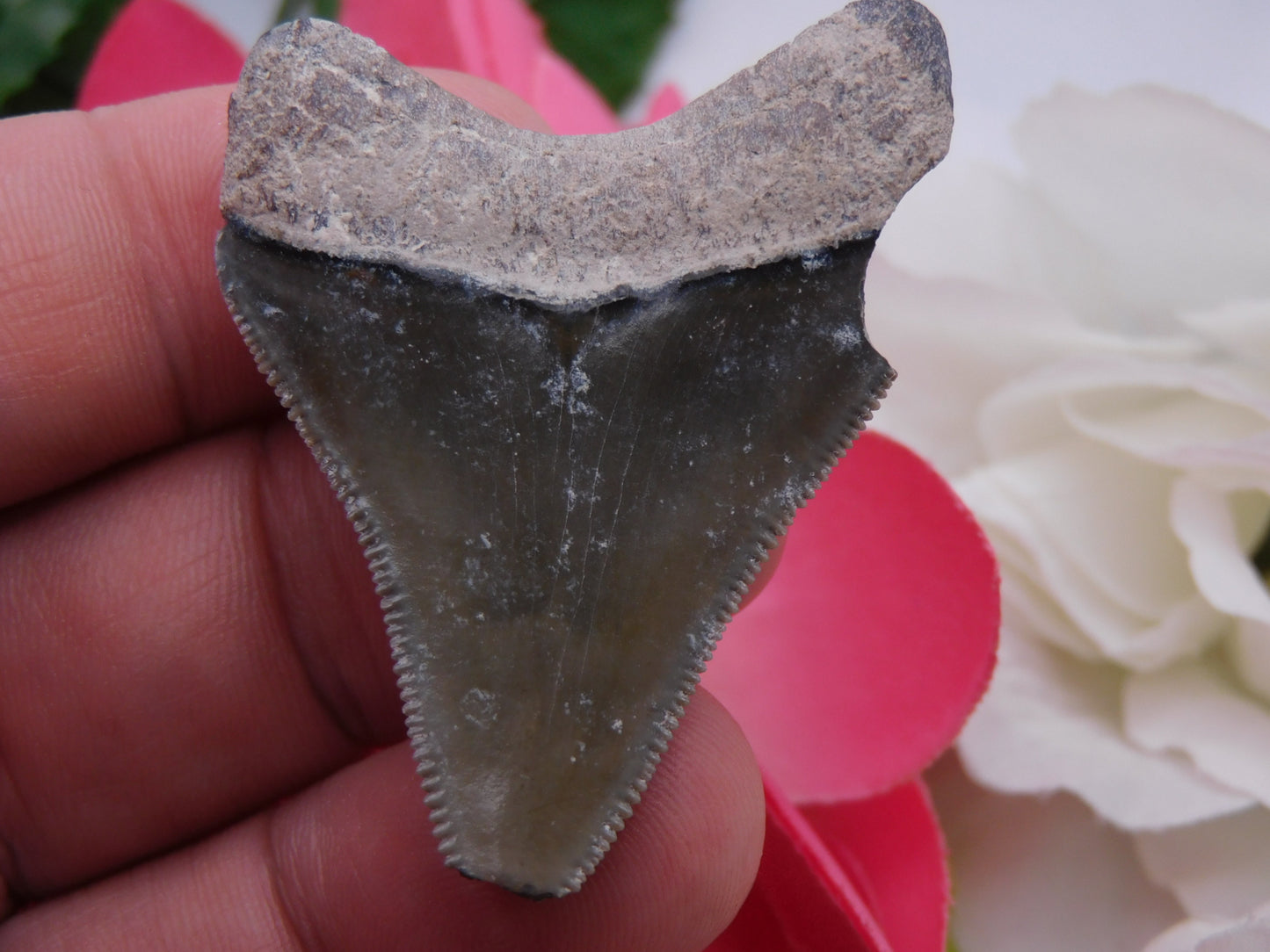 2" Bone Valley Megalodon Shark Tooth