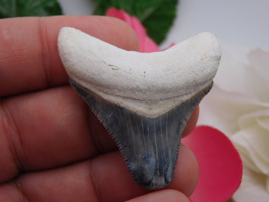 1.9" Bone Valley Megalodon Shark Tooth