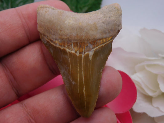 2.2" Bone Valley Megladon Shark Tooth