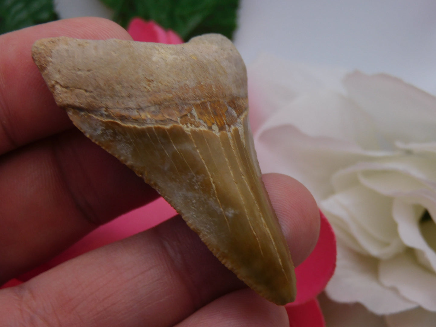 2.2" Bone Valley Megladon Shark Tooth