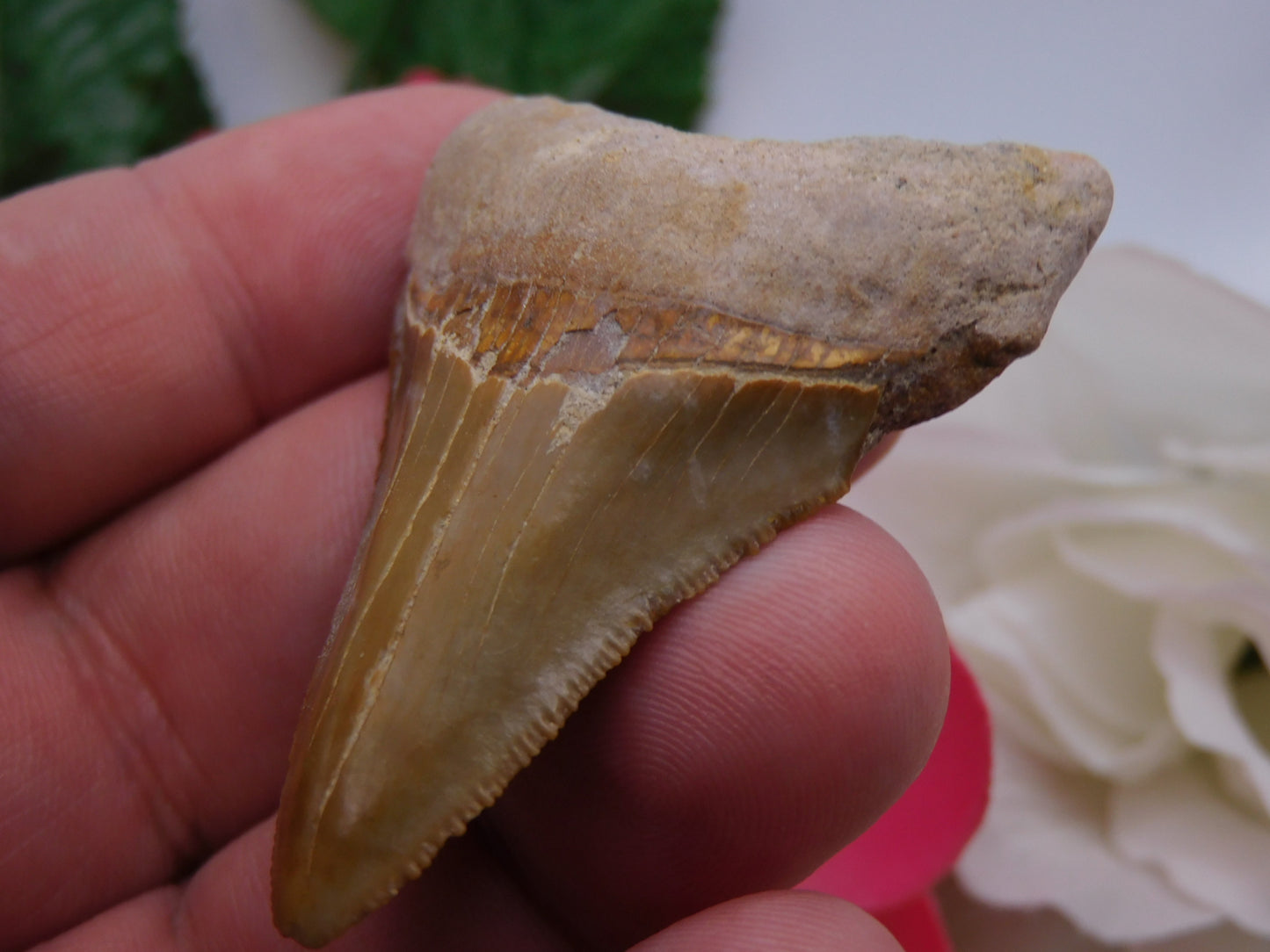 2.2" Bone Valley Megladon Shark Tooth