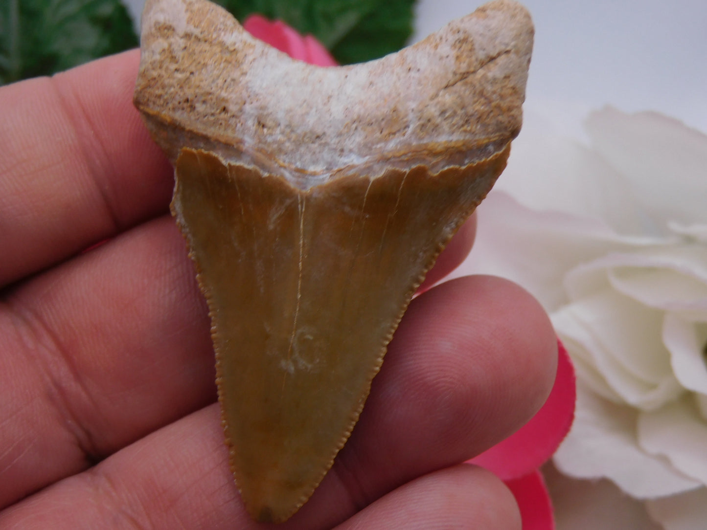 2.2" Bone Valley Megladon Shark Tooth