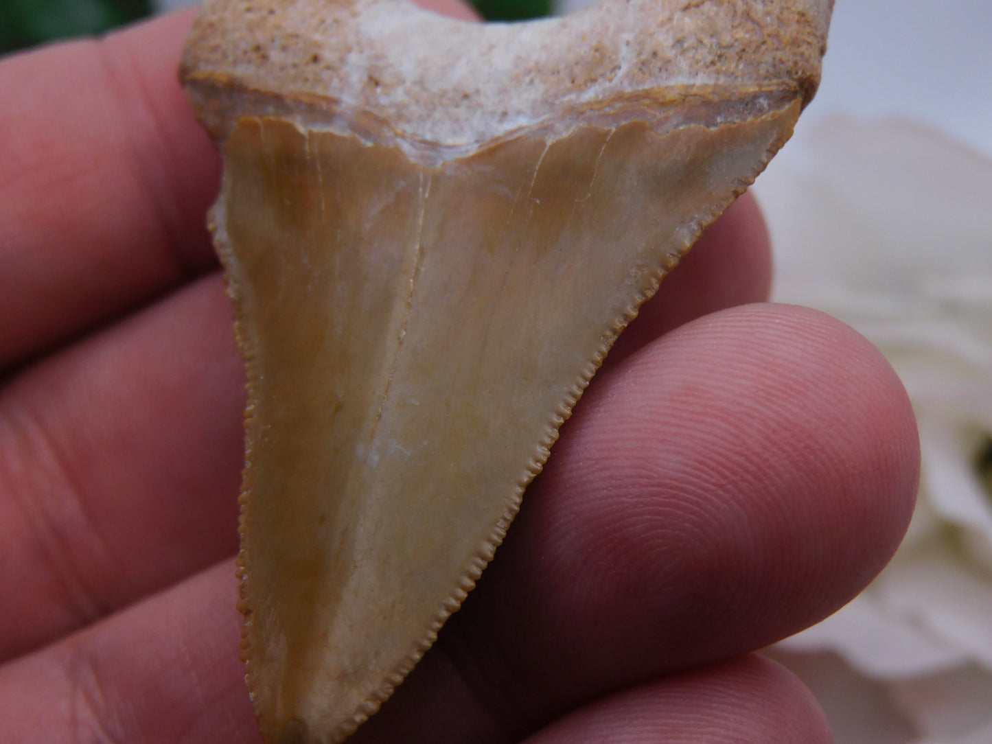 2.2" Bone Valley Megladon Shark Tooth