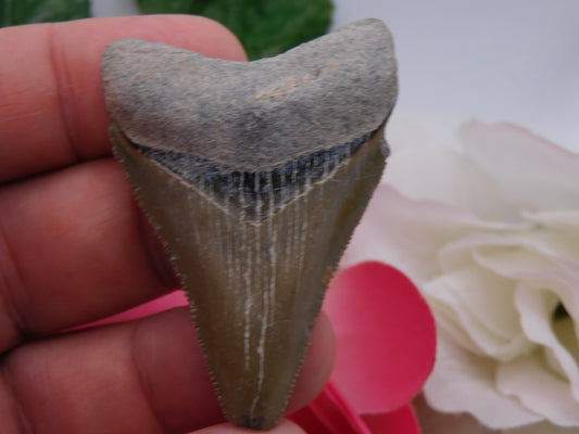 2.5" Bone Valley Megalodon Shark Tooth
