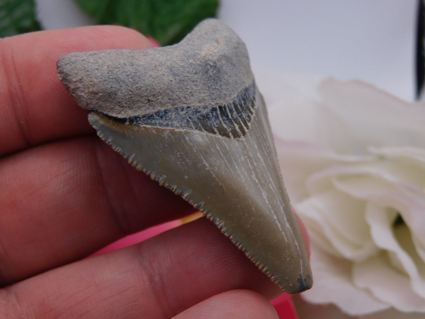 2.5" Bone Valley Megalodon Shark Tooth