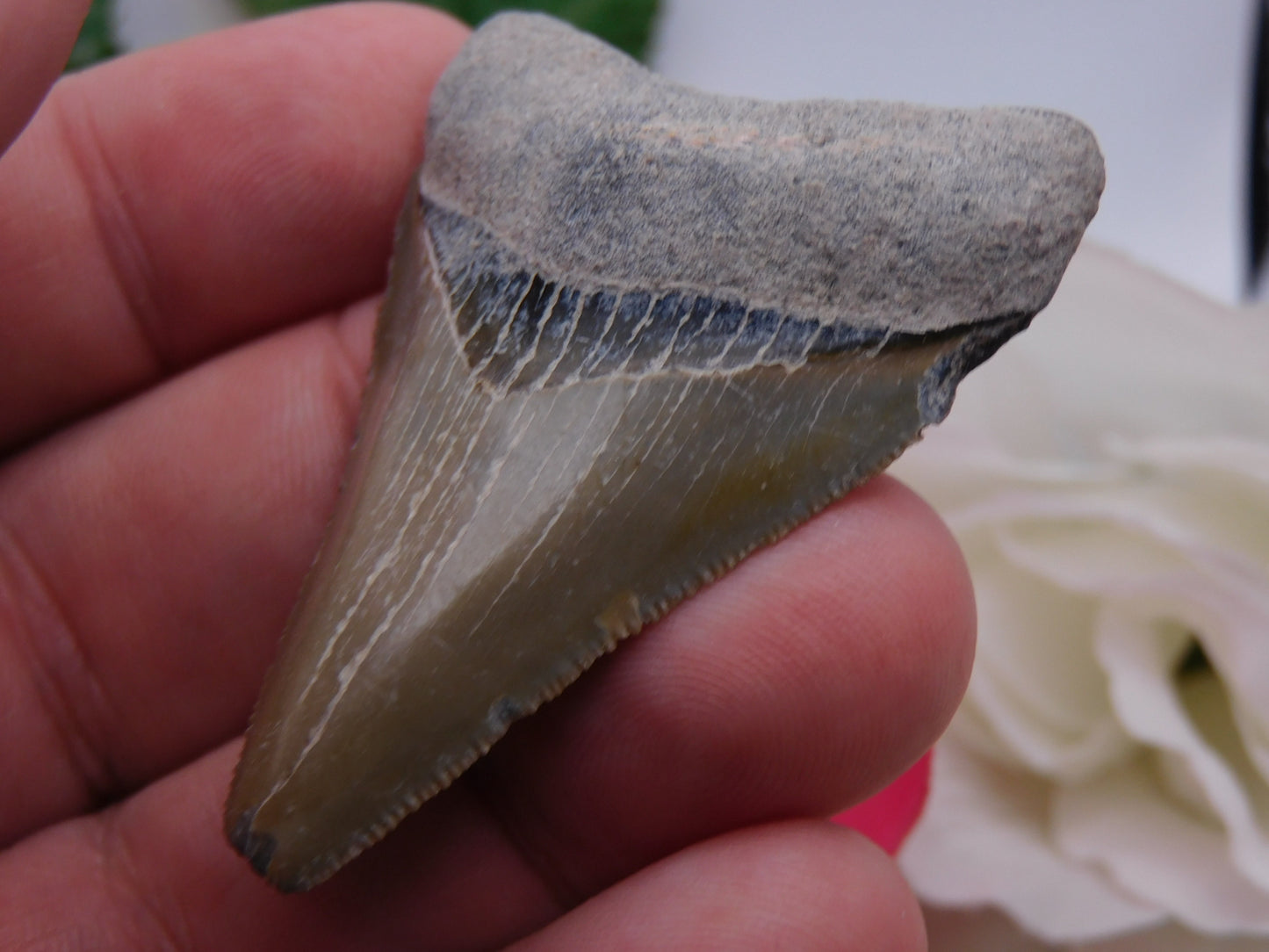 2.5" Bone Valley Megalodon Shark Tooth