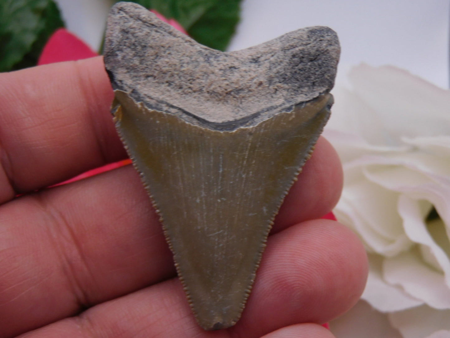 2.5" Bone Valley Megalodon Shark Tooth