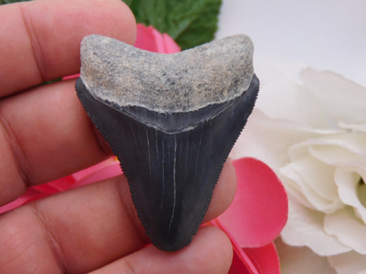 2.1" Bone Valley Megalodon Shark Tooth