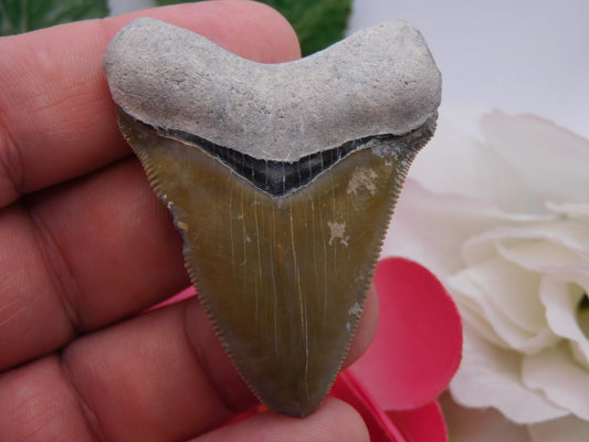 2.3" Bone Valley Megalodon Shark Tooth