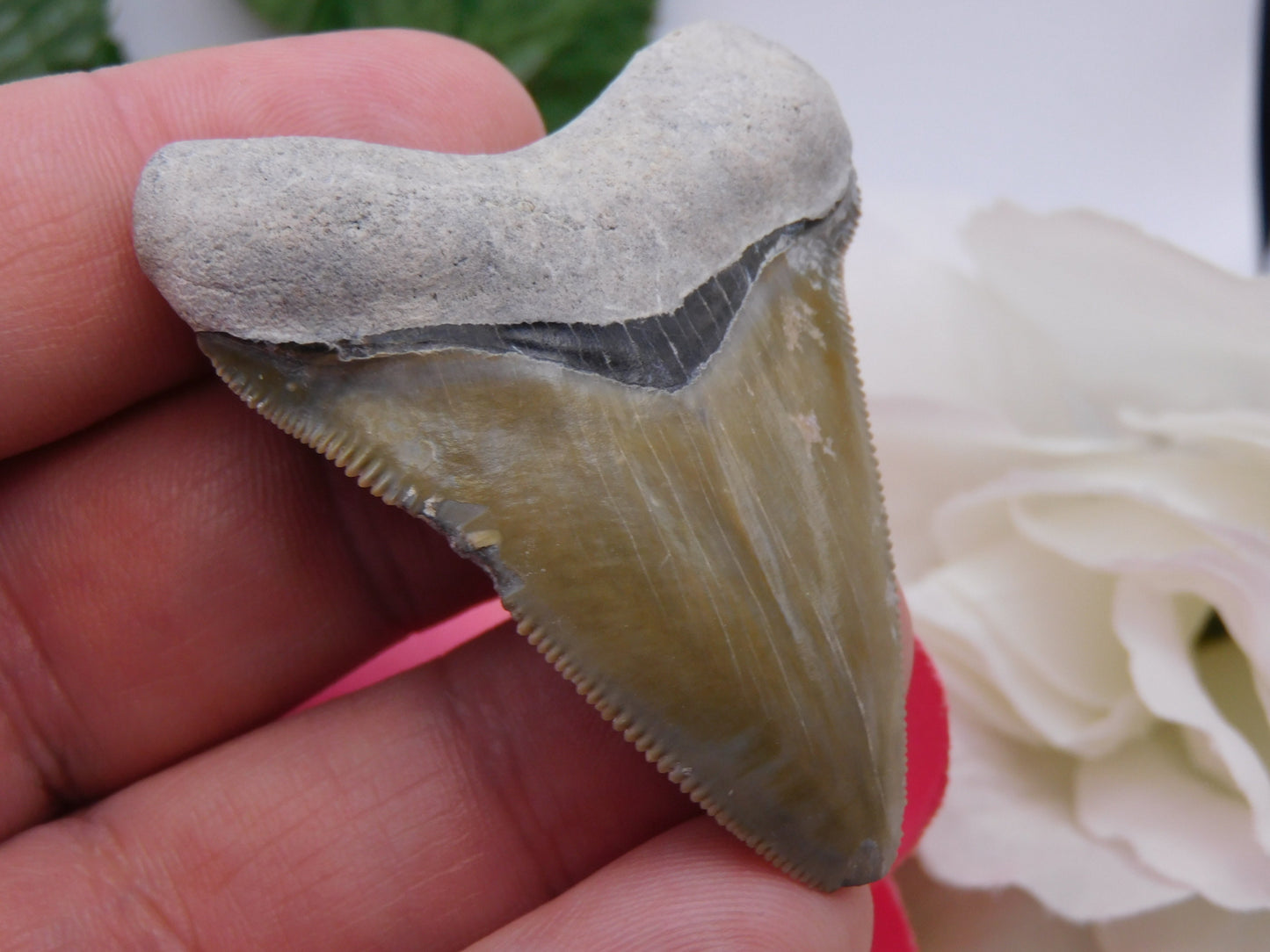 2.3" Bone Valley Megalodon Shark Tooth