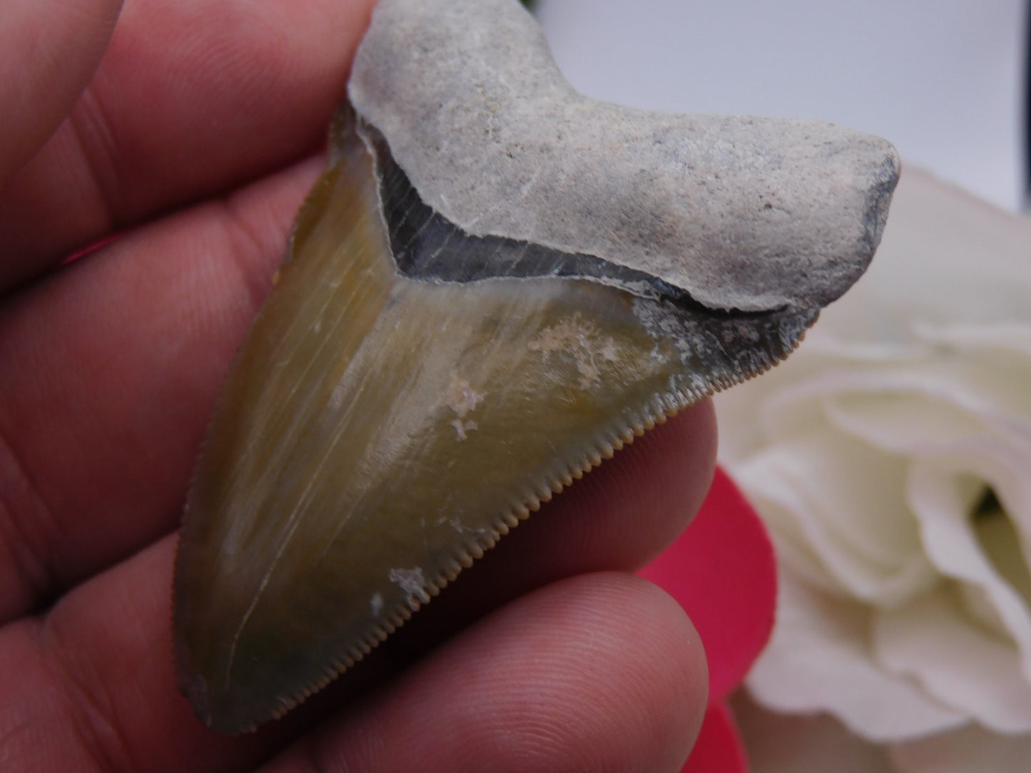 2.3" Bone Valley Megalodon Shark Tooth