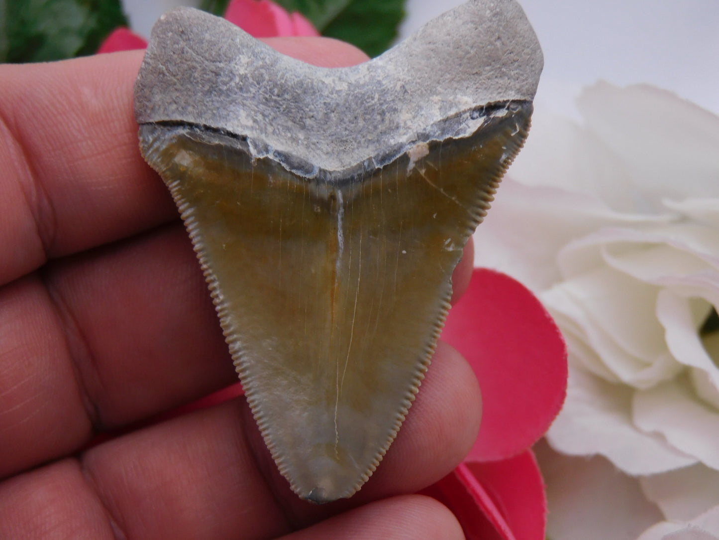 2.3" Bone Valley Megalodon Shark Tooth