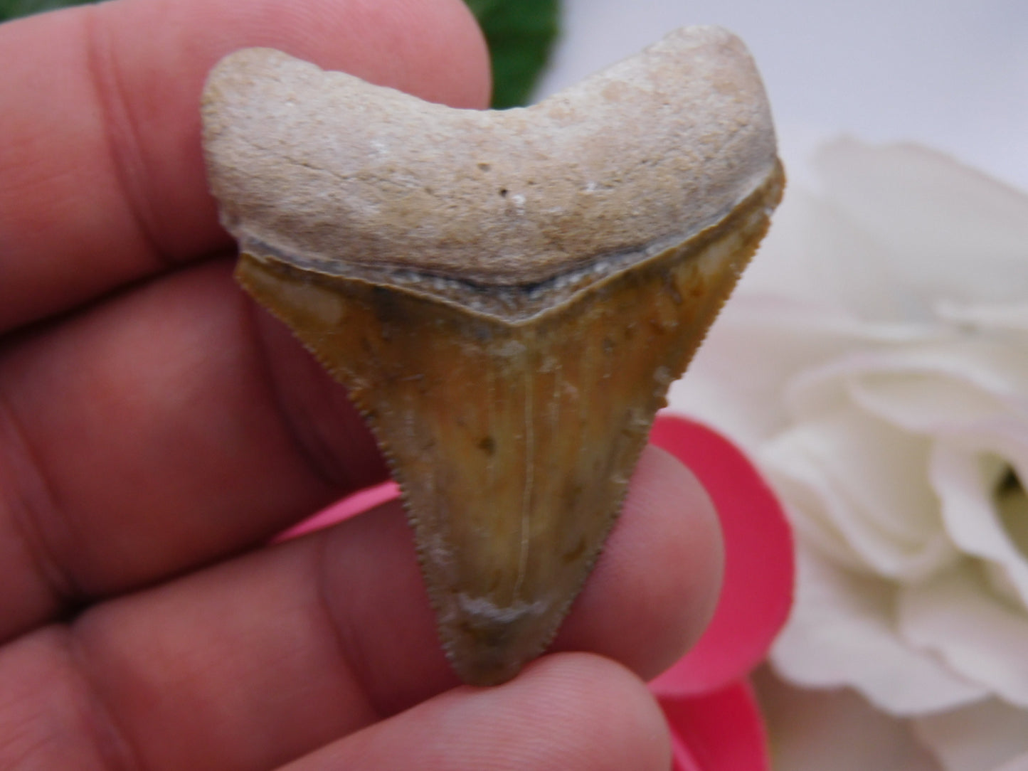 2.3" Bone Valley Megalodon Shark Tooth