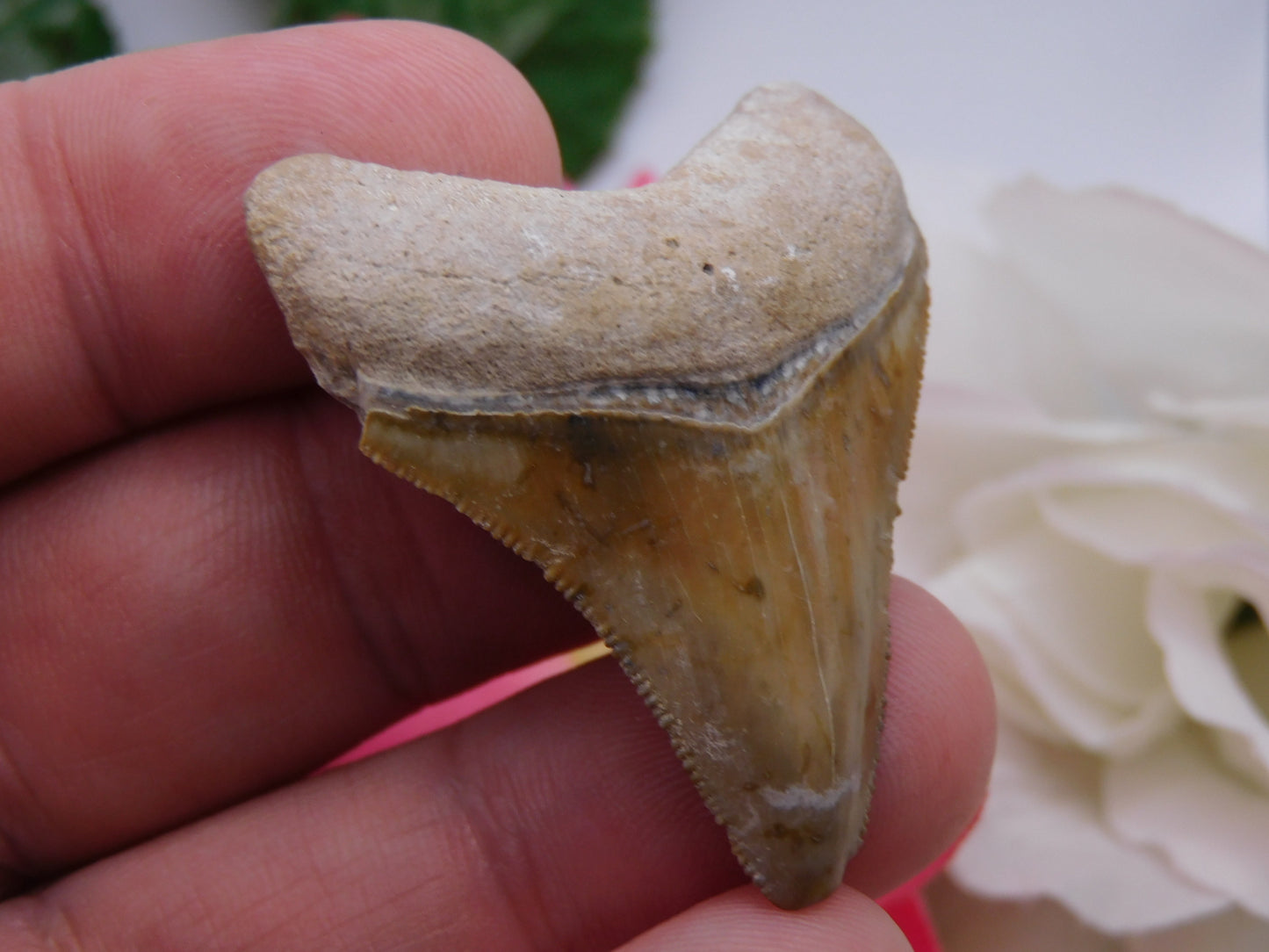 2.3" Bone Valley Megalodon Shark Tooth