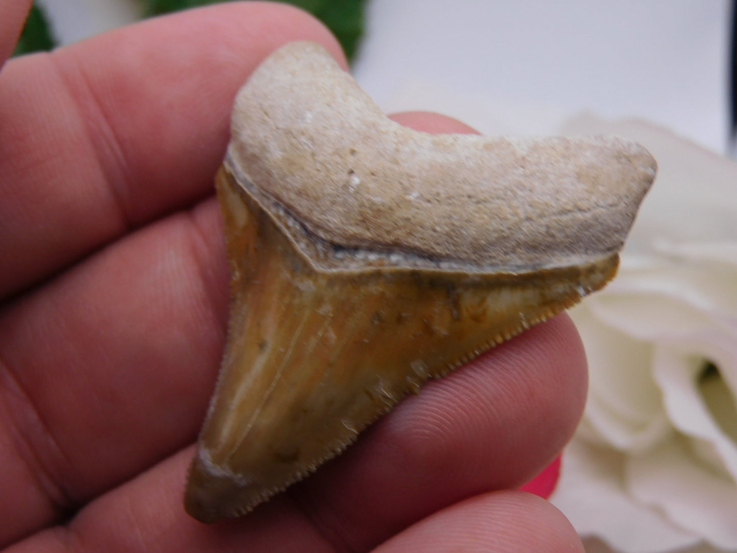 2.3" Bone Valley Megalodon Shark Tooth