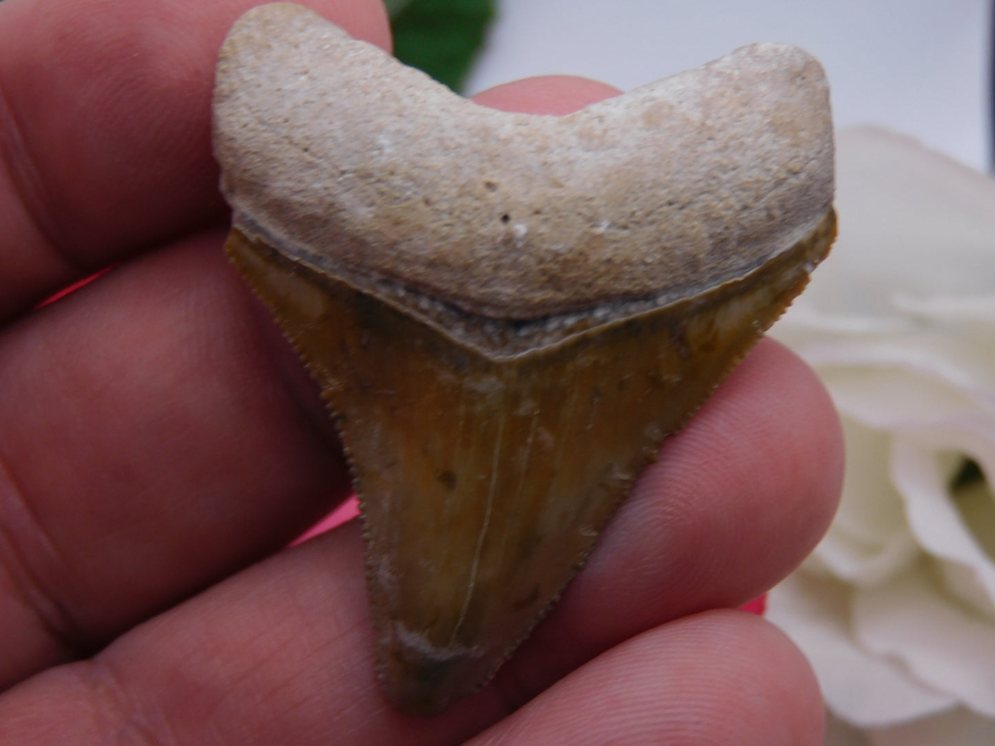 2.3" Bone Valley Megalodon Shark Tooth