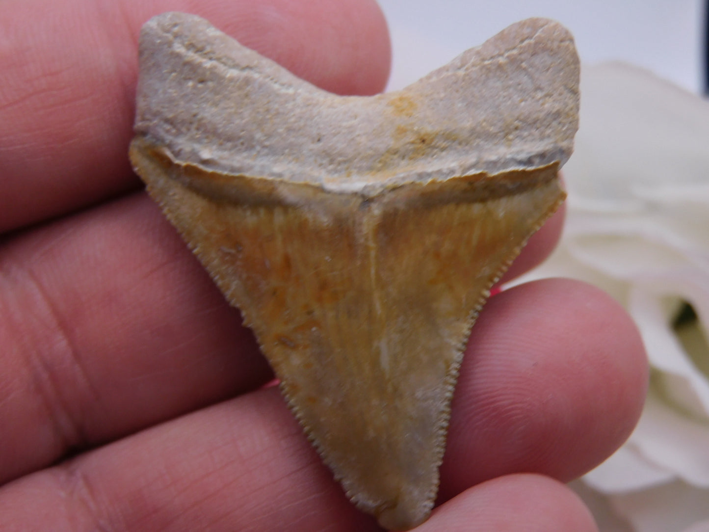 2.3" Bone Valley Megalodon Shark Tooth