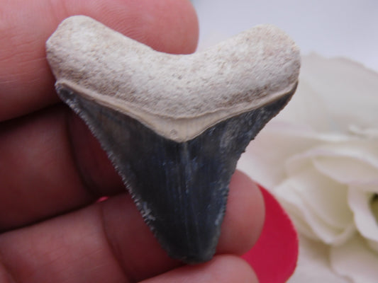 1.75" Bone Valley Megalodon Shark Tooth
