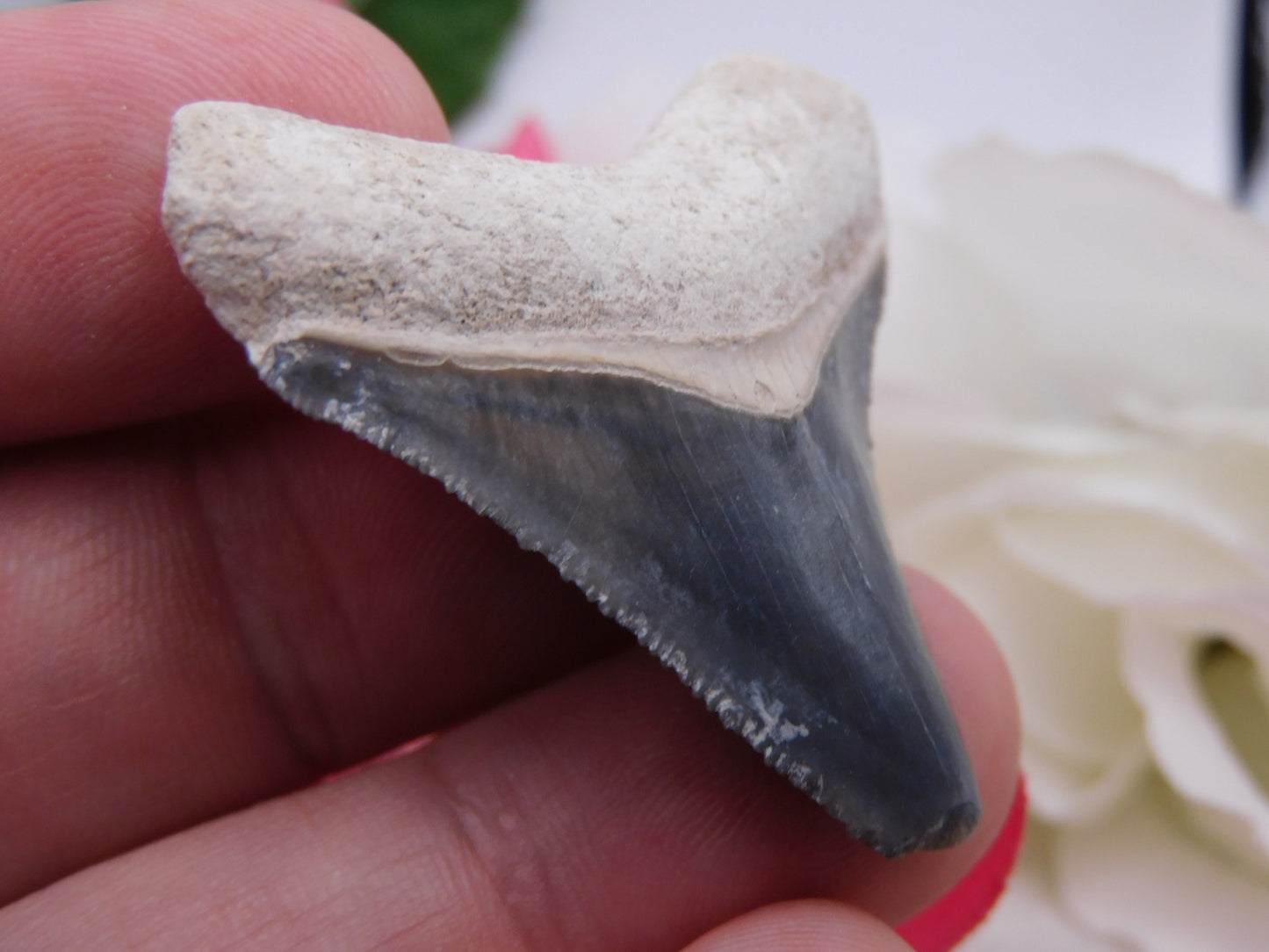 1.75" Bone Valley Megalodon Shark Tooth