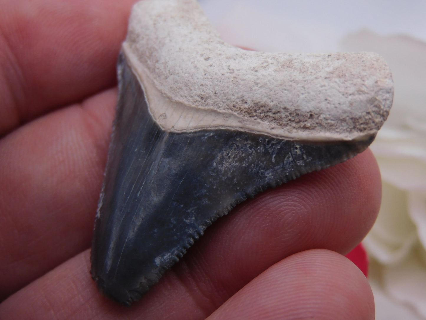 1.75" Bone Valley Megalodon Shark Tooth