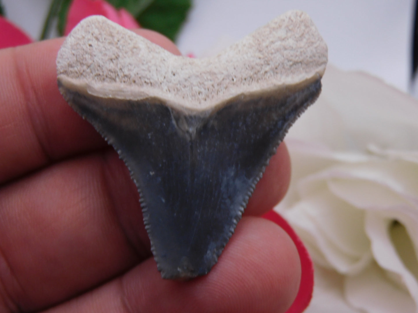 1.75" Bone Valley Megalodon Shark Tooth