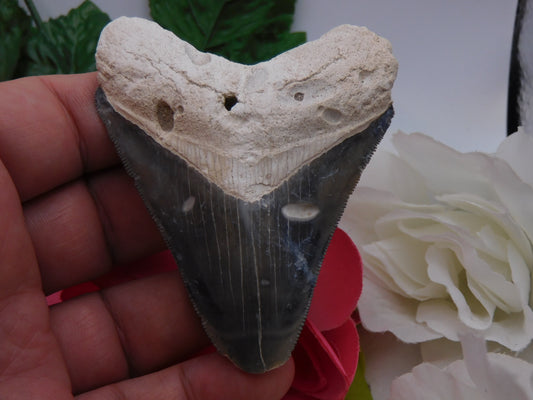3.5" Bone Valley Megladon Shark Tooth