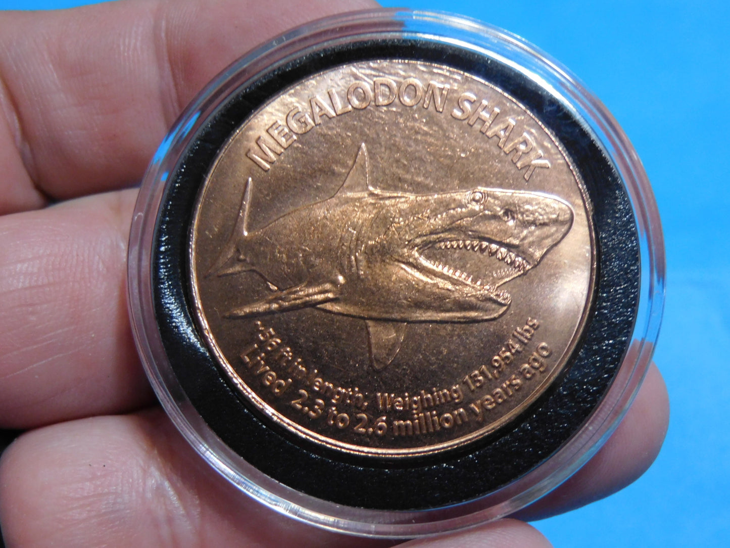 Megalodon Tooth Copper Coin